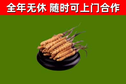 惠山烟酒回收冬虫夏草.jpg